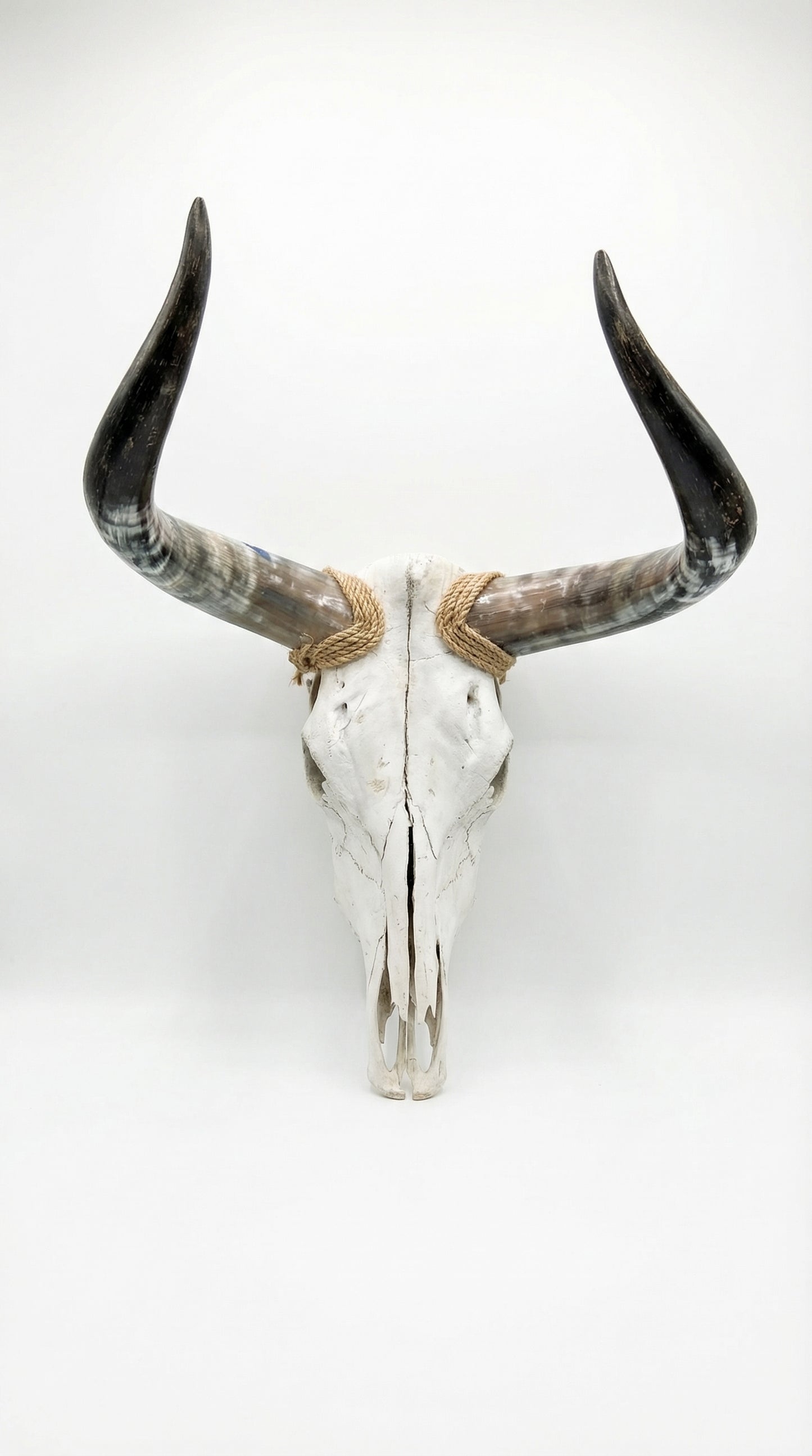 Skull Bull Head