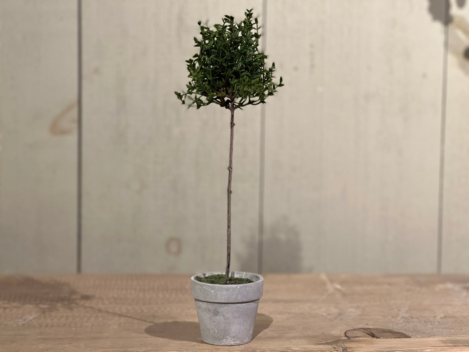 Thyme Topiary - Depot 62