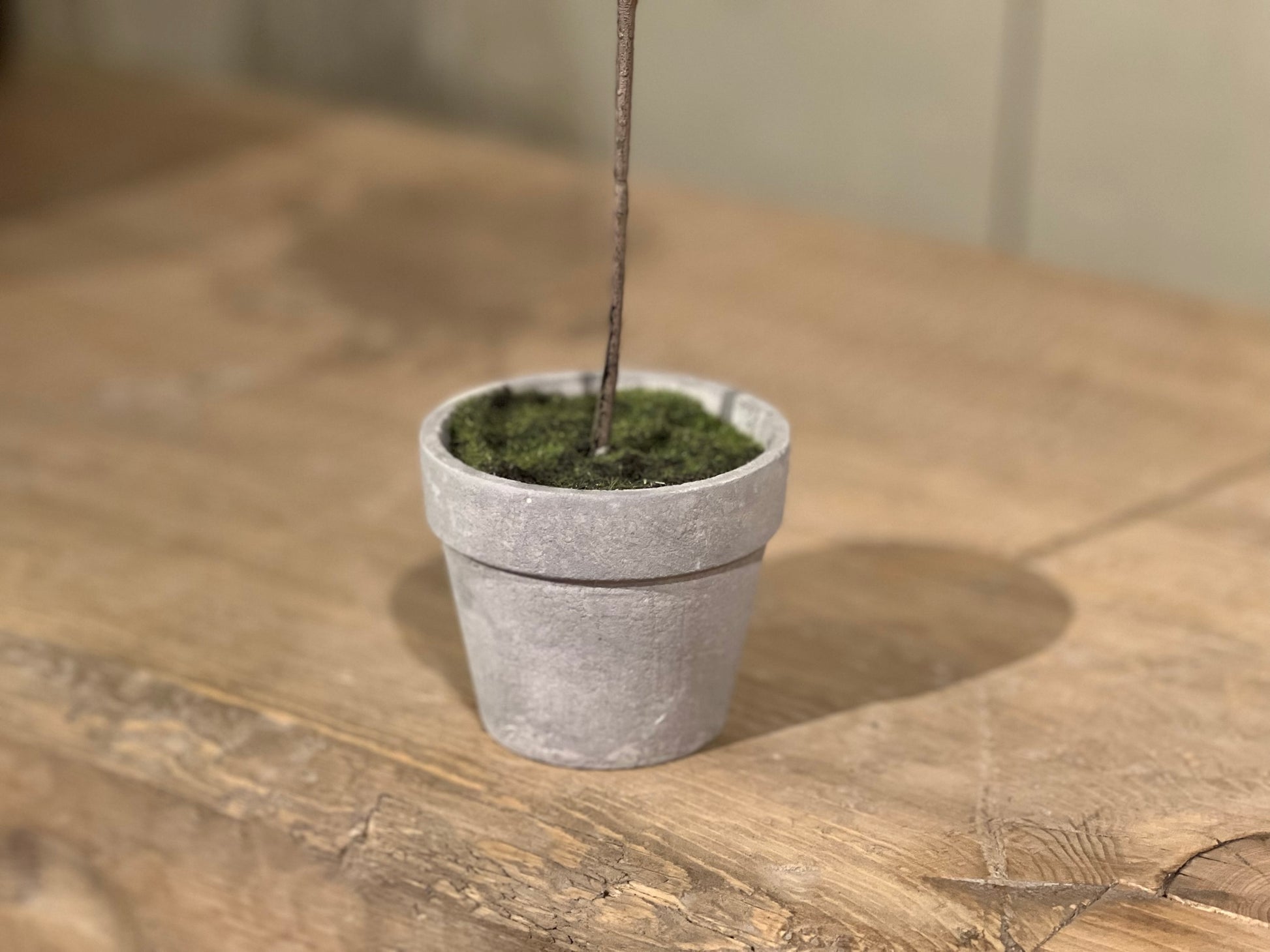 Thyme Topiary - Depot 62