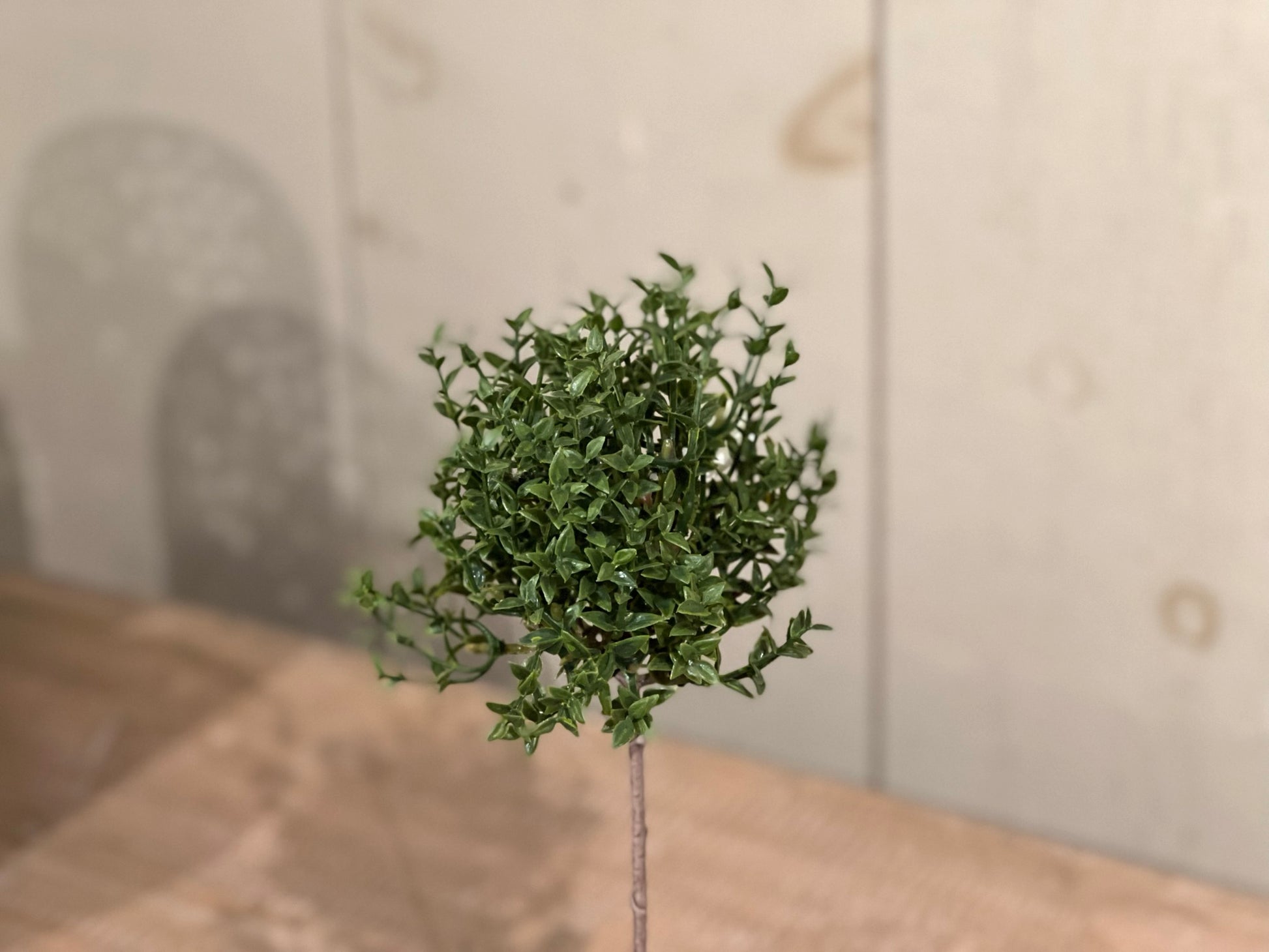 Thyme Topiary - Depot 62