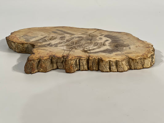 Petrified Wood Coaster - Depot 62